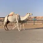 خلفه وضحاء مقنوي وهديه