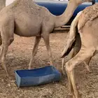 حشو سمان طيبه