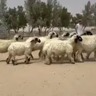 غنم عرب بيض مكحله اشباب ودفيع للبيع