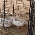 بط للبيع
