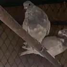 البيع ديك وحمام