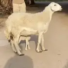 رغوث حريه حرشاء خصم وتحتها رخل