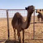 حوار قصب