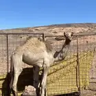 بكره مفرودة
