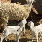 للبيع حريه متاوم