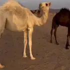 للبيع بكره كفو