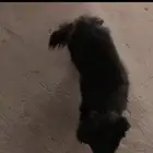 كلب