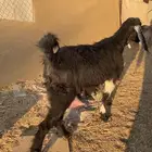 عنز لبن شرط