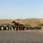 فرس فاخره
