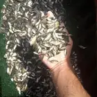 زريعة سمك بلطي وادي الدواسر