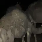 البيع قعدان العمر شهور9 على الحليب يوجد فديو