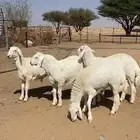 طليان حريه صنف