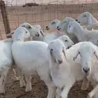 موليد غنم العدد 7 تحات 7