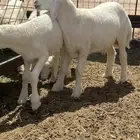 طليان حريه لبانيه للبيع السريع