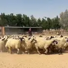 غنم عرب بيض مكحله اشباب وطيبه للبيع