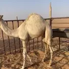 قعود مغلق شحم