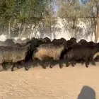 غنم عرب اشباب وطيبه