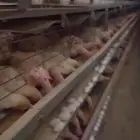دجاج بياض
