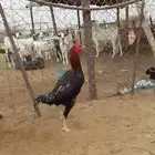 ديك شامو ياباني