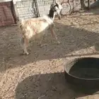 عنز للبيع