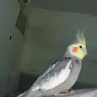 ذكر كروان متكلم واليف