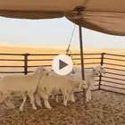 رخال مقاني طيبه جاهزه للقريع وبعضها مقرعه العدد 5