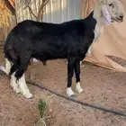 فحل نجدي( تم البيع)