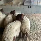 ضحايا طيبه وجزله خرفان بريه شي يجمل