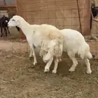 ضان حيل حرية شحم