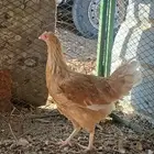 دجاجه تركيه اقبل بدل