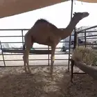 قعود فطيم سلاله وشكل