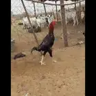 ديك شامو