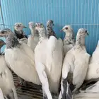 فراخة حمام باكستاني