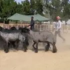 غنم عرب شهب وطيبه واغلبها مضاريع