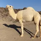 علياني للبيع