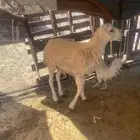 طلي حري