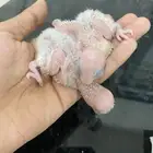 فروخ روز للبيع الحبة بي 90 بدون ملحقات العمر أسبوعين