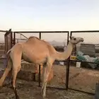 نياق