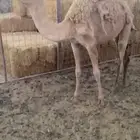 بكره مفروده