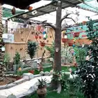 اقبل جميع أنوع الببغاات و الطيور تبني