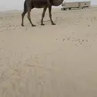 للبيع فحل كفو ابو بكستاني ومه مجهم كفو من ابل المره
