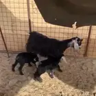 عنز متاومة