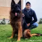مدرب كلاب بالمنزل