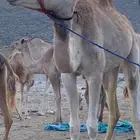 قعود
