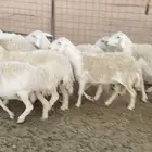 حريات عدد 19 بفحلها