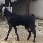 عنز حليب للبيع