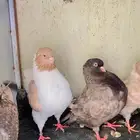 حمام زينه مع انتاجاتها ( زوجين نفاخ كنق رقاص سوري)
