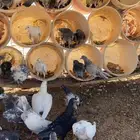 بط حمام دجاج