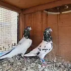 جوز باكستاني تيدي