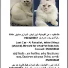 قط مفقود الدمام حي الفيصلية